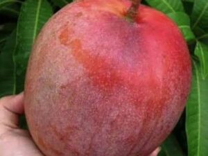 Jambo mango red colour