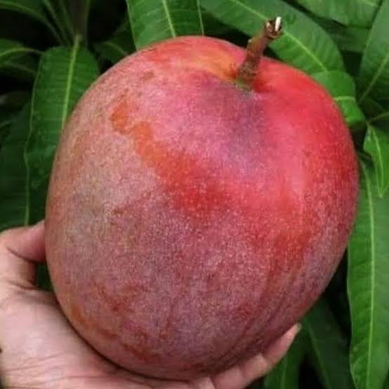 Jambo mango red colour