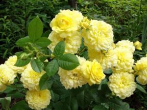 Anney Duprey Rose Plant