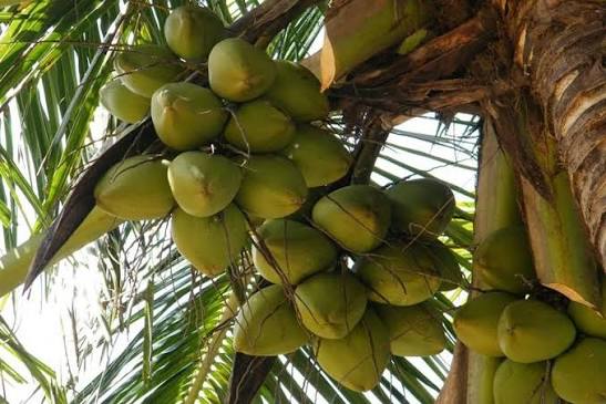 Srilankan coconut plant