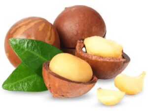 Macadamia nuts Plant