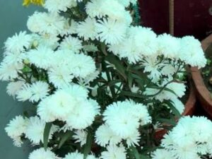 white daisy plant