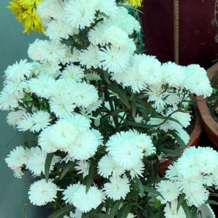 white daisy plant