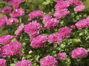 Pink daisy