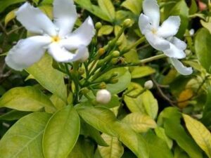 Nandhavanam flower