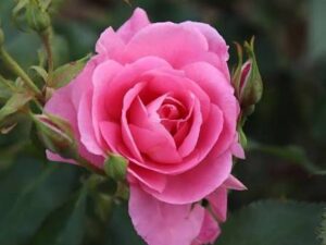 pink close up rose