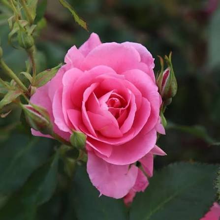 pink close up rose