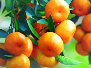 Sweet orange