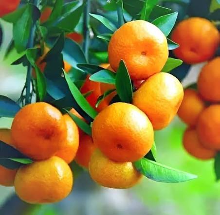 Sweet orange