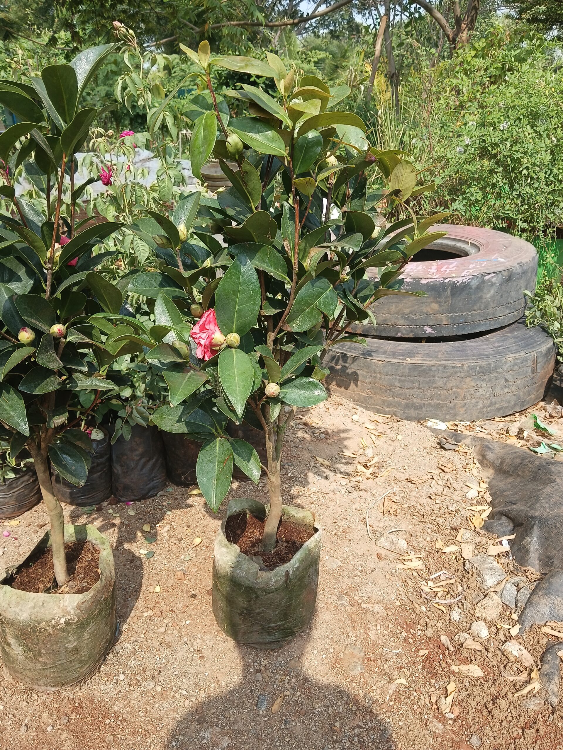 Camelia Flower Plant With Flowers Pink - Image 2
