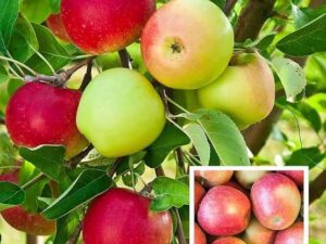 HRM apple