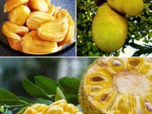 Honey jack fruit
