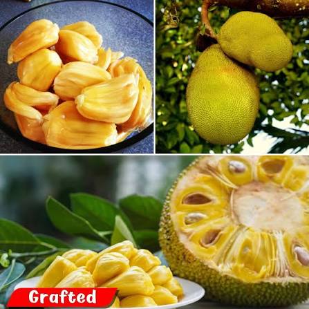 Honey jack fruit