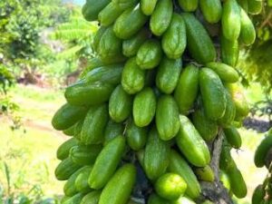 Bilimbi plant