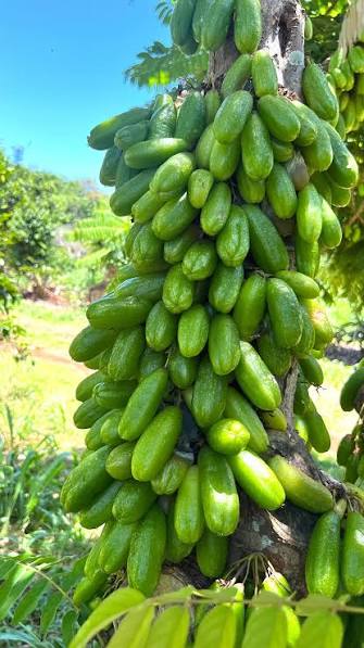 Bilimbi plant