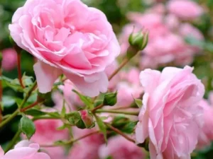 Binca rose