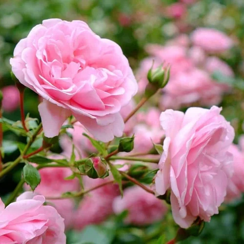Binca rose