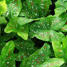 caladium