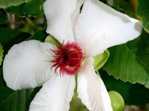 Dilinia flower