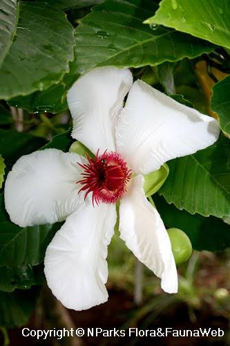 Dilinia flower
