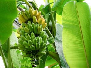 Green banana suckers