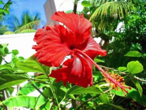 Natti red hibicus