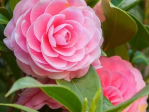 Camelia Flower Plant With Flowers Pink