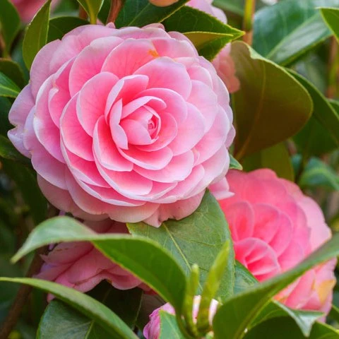 Camelia Flower Plant With Flowers Pink