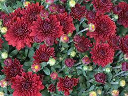 Samenthi brown colour