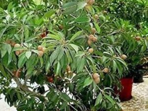 Mother sapota plant