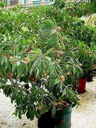 Mother sapota plant