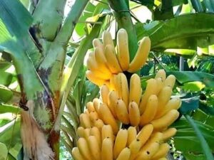 Rasthali banana