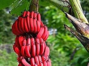 Red banana suckers