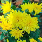 samenthi yellow colour