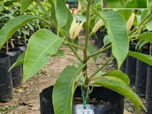 Mother White shenbagam