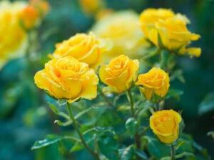 8 inch pot star yellow rose