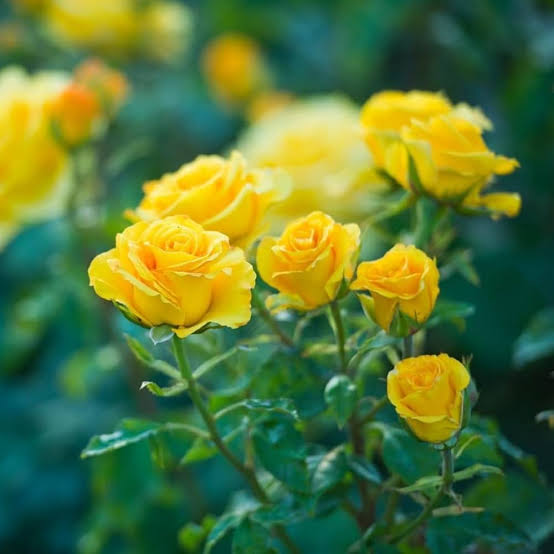 8 inch pot star yellow rose