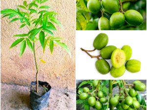 Sweet ambalam