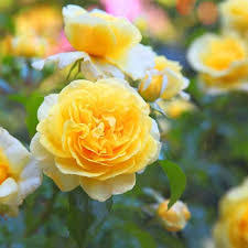 Yellow strip rose